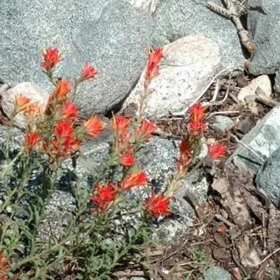 Castilleja applegatei Flower