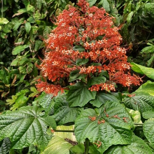 Clerodendrum paniculatum Blodyn