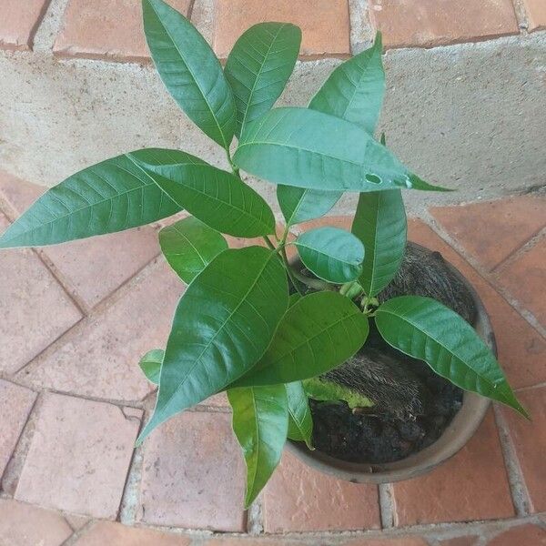 Mangifera indica Leaf