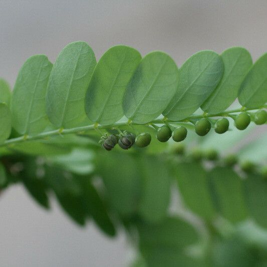 Phyllanthus amarus ᱥᱟᱠᱟᱢ