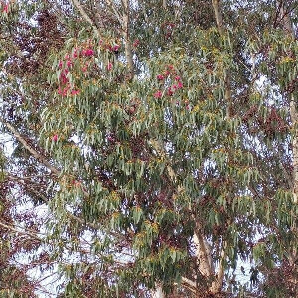 Eucalyptus leucoxylon Blüte