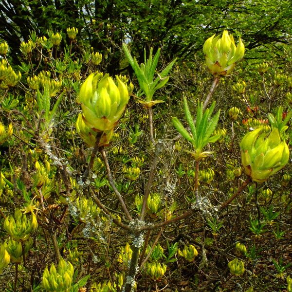 Rhododendron luteum 整株植物