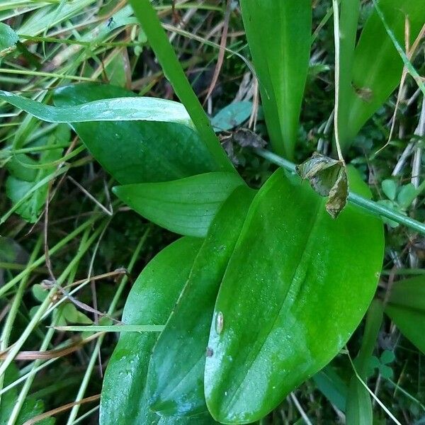 Platanthera chlorantha Leaf