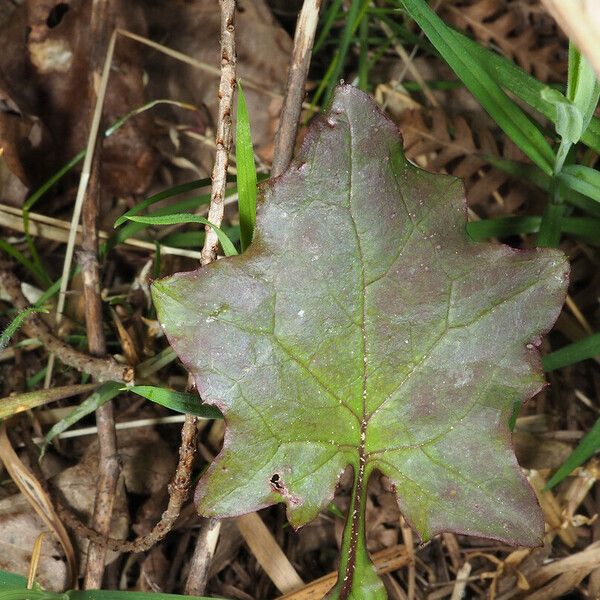 Mycelis muralis Blad