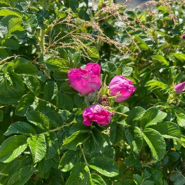 Rosa rugosa Virág