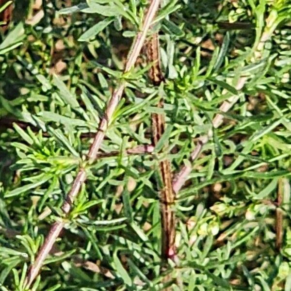 Artemisia scoparia Кора