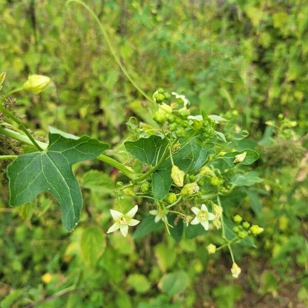 Bryonia alba Leaf