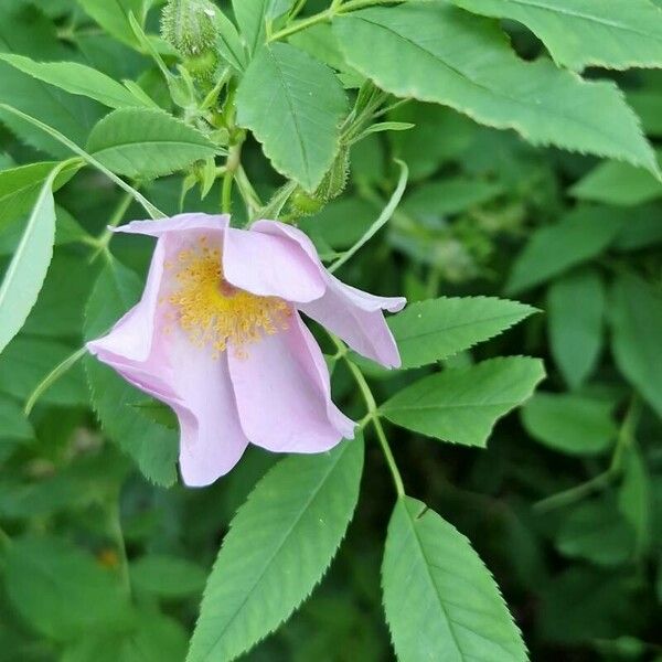 Rosa palustris Květ