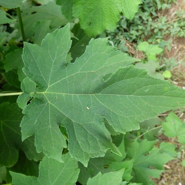 Montanoa hibiscifolia 葉