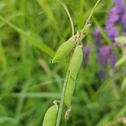 Vicia cracca Fruchs