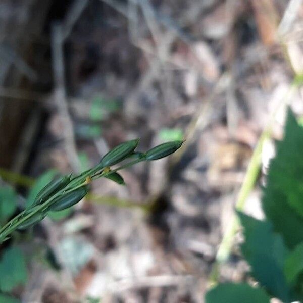 Cryptotaenia canadensis Meyve