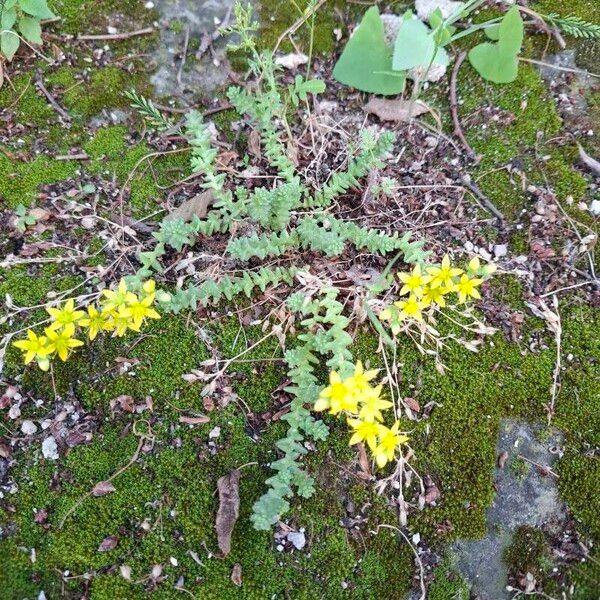 Sedum acre Агульны выгляд