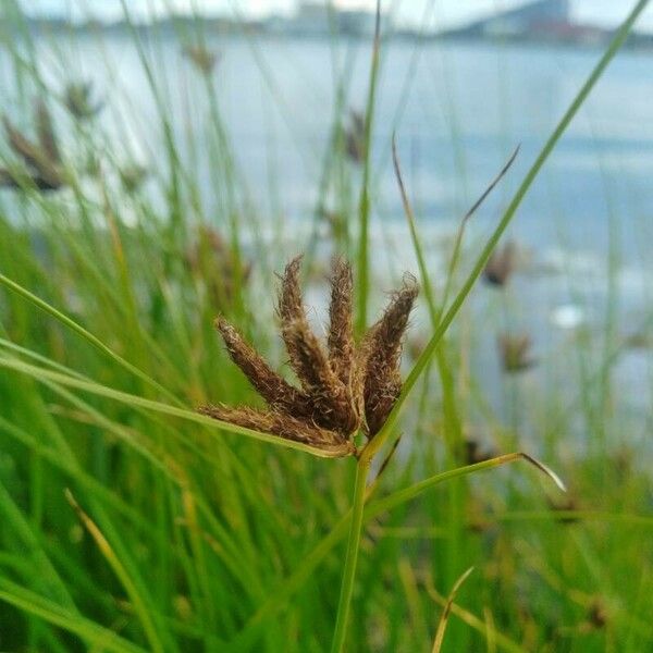 Bolboschoenus maritimus Flor