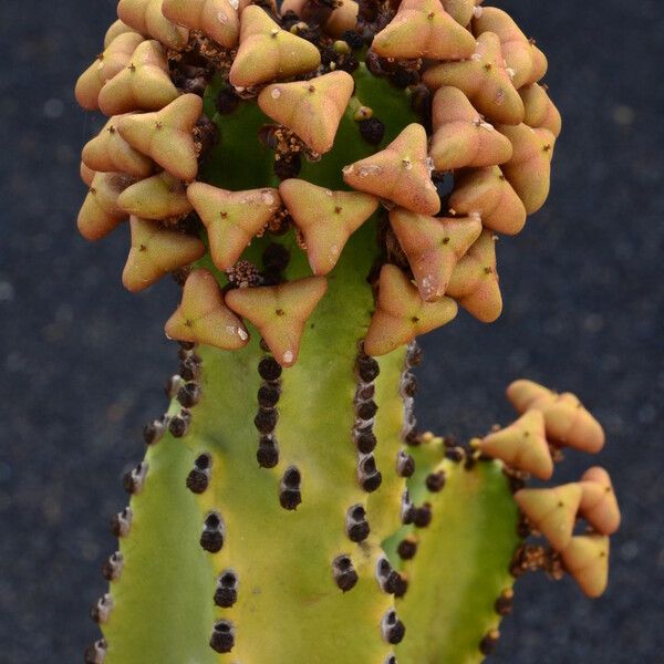 Euphorbia canariensis Fruit