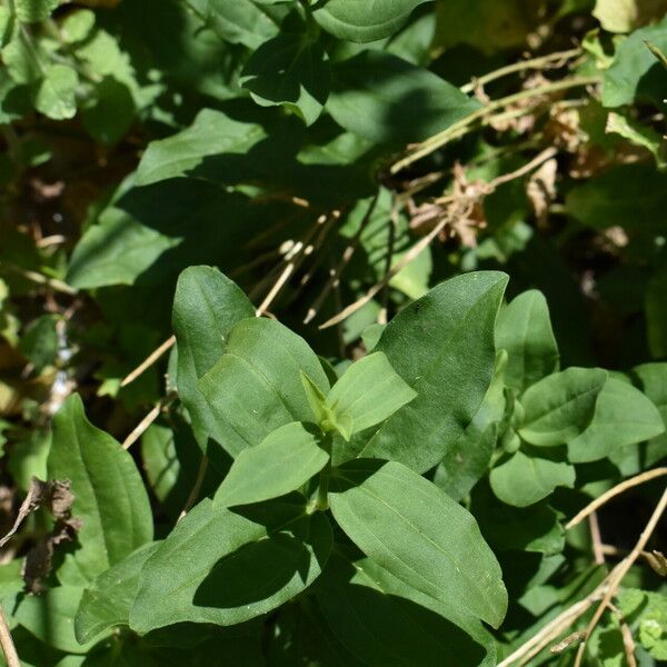 Saponaria officinalis Folla