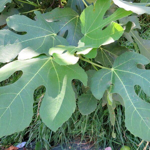 Ficus carica برگ