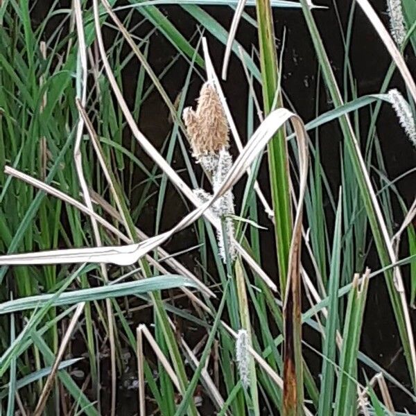 Carex acutiformis Blodyn