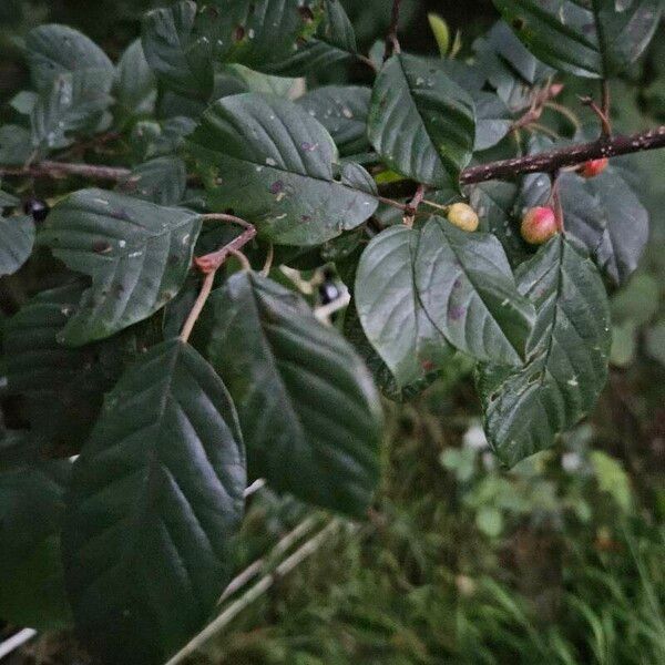 Frangula alnus Fruit