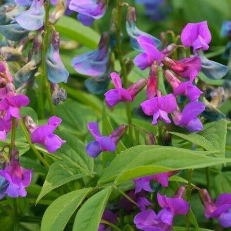 Prunella grandiflora Blomma