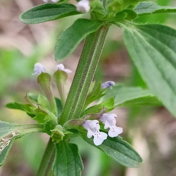 Dracocephalum thymiflorum Blomma