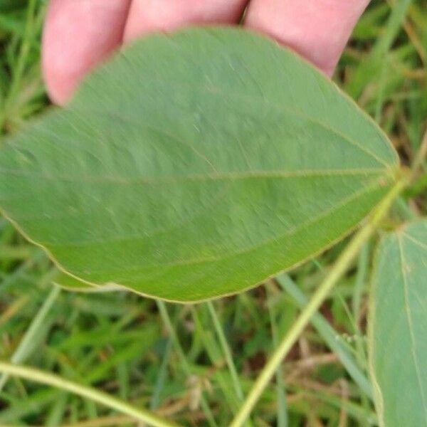 Calopogonium mucunoides पत्ता