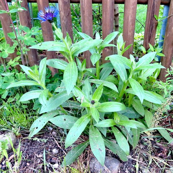 Centaurea montana 整株植物