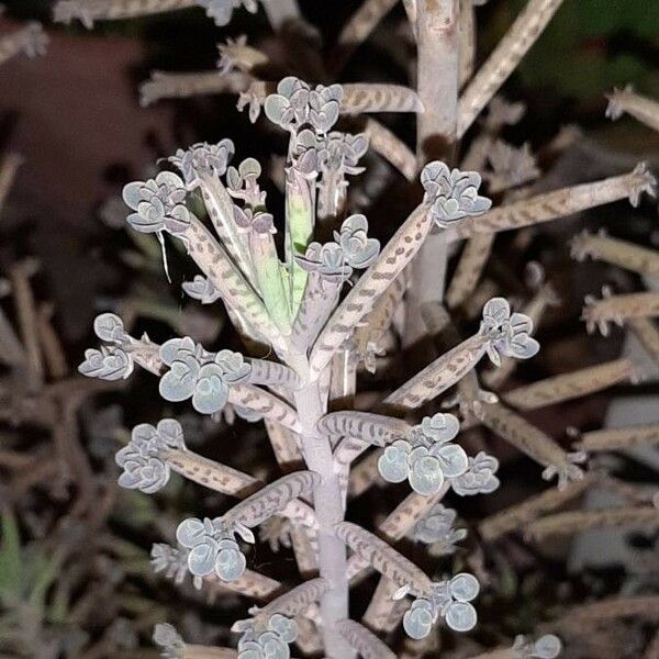 Kalanchoe delagoensis Folla