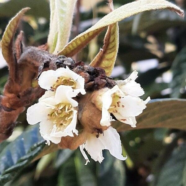 Eriobotrya japonica Cvet