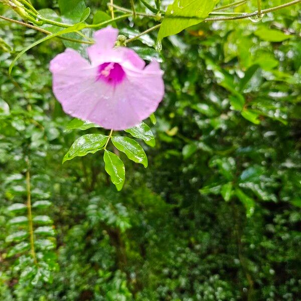 Ipomoea cordatotriloba Blüte