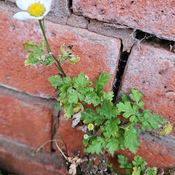 Tanacetum parthenium Hábito