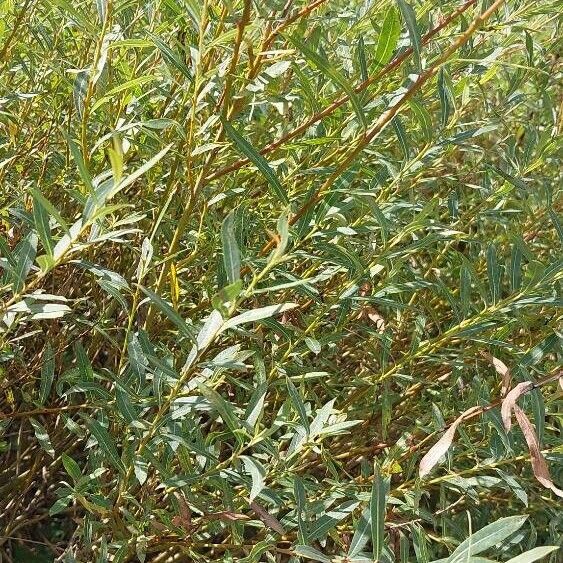 Salix purpurea पत्ता