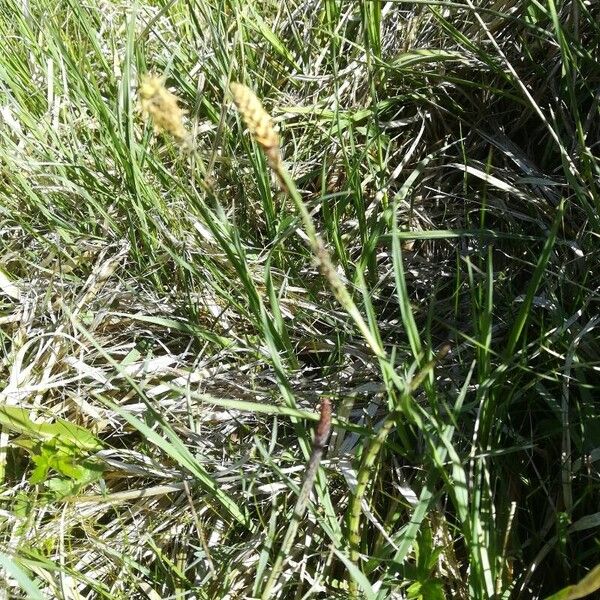 Carex panicea Virág