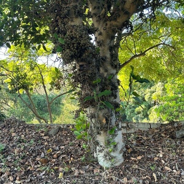 Ficus sur Fruit