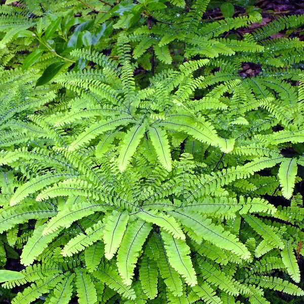 Adiantum pedatum Συνήθη χαρακτηριστικά