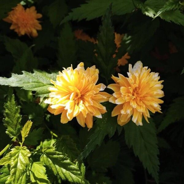 Kerria japonica Bloem