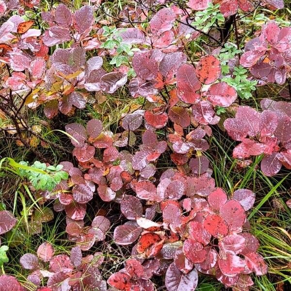 Cotinus coggygria Habit