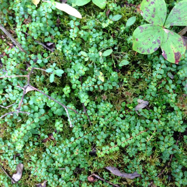 Gaultheria hispidula Habit