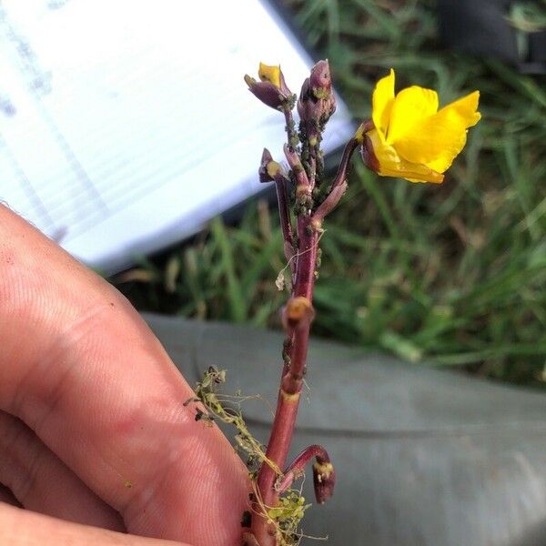 Utricularia vulgaris Flower