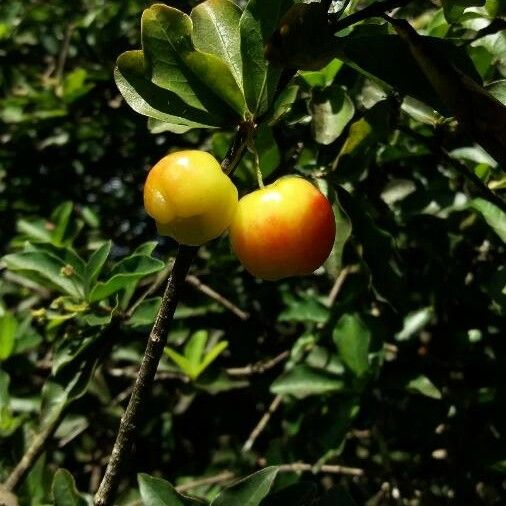 Malpighia glabra Fruit