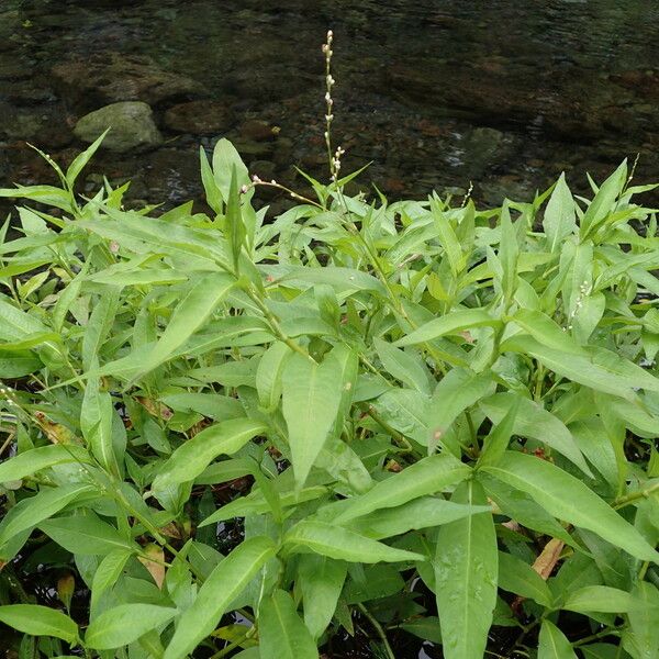 Persicaria senegalensis 整株植物