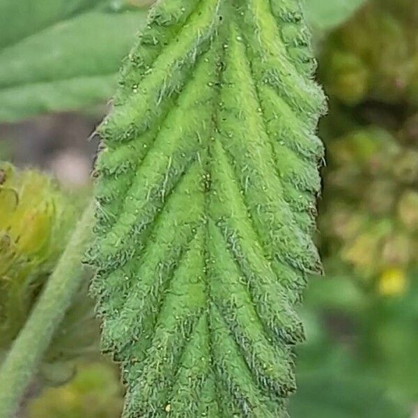 Waltheria indica Лист