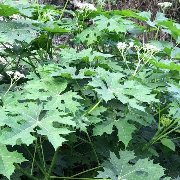 Cnidoscolus aconitifolius ശീലം