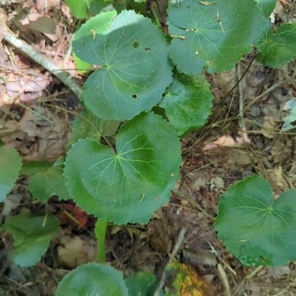 Galax urceolata Leaf