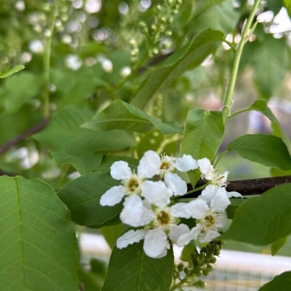 Prunus padus Cvet
