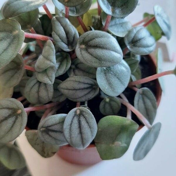 Peperomia albovittata List