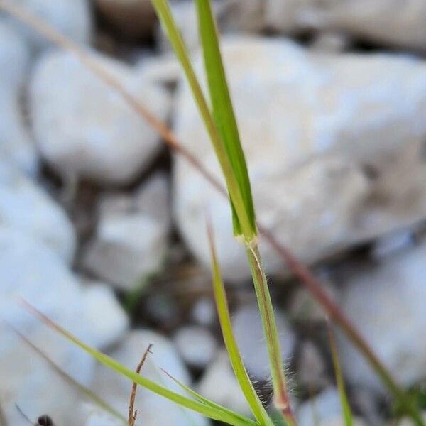 Cenchrus ciliaris Kaarna