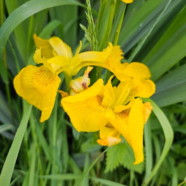 Iris pseudacorus ᱵᱟᱦᱟ