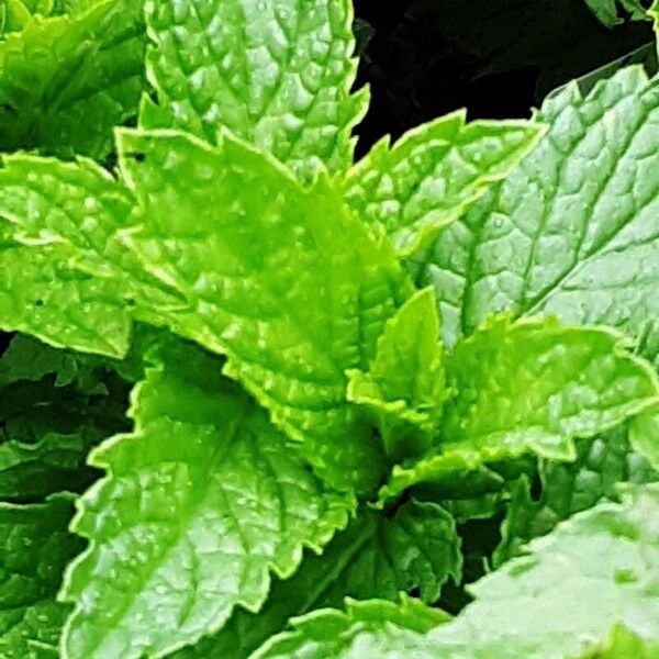 Mentha arvensis Leht