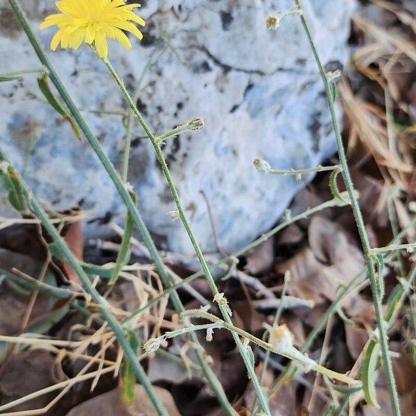 Picris strigosa Bark