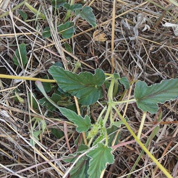 Monsonia longipes Leaf